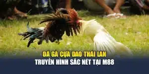 Đá Gà Cựa Dao Thái Lan Truyền Hình Sắc Nét Tại M88