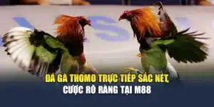 Đá Gà Thomo Trực Tiếp Sắc Nét, Cược Rõ Ràng Tại M88